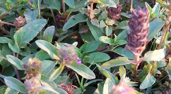 云南，生态旅游的绿色典范与可持续发展挑战